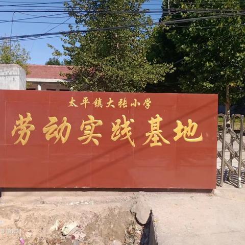 绿意盎然，硕果累累——太平镇大张小学“劳动实践基地”收获啦