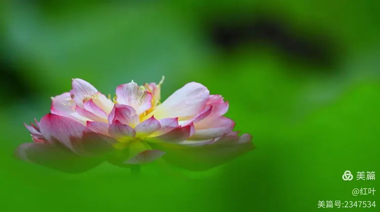 荷花香烟价格表和图片2021