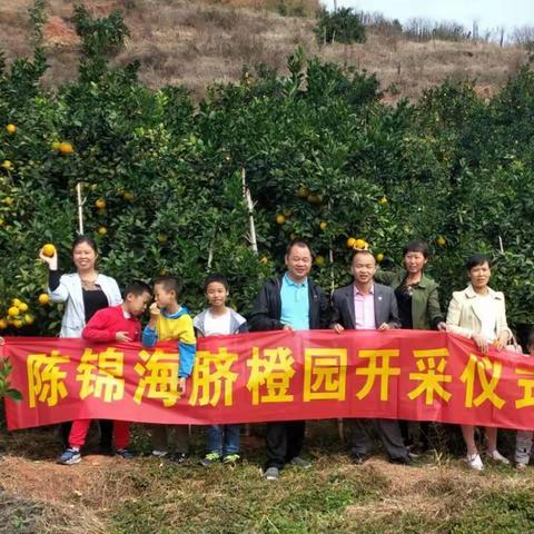 信丰脐橙陈锦海果园火热预订中。 联系方式：15297897488