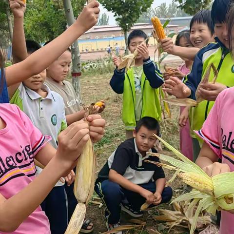 劳动励心志，实践促成长——杨家寺小学劳动实践基地活动纪实