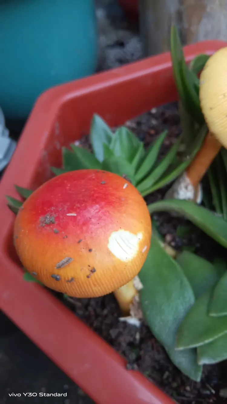 鸭蛋菇