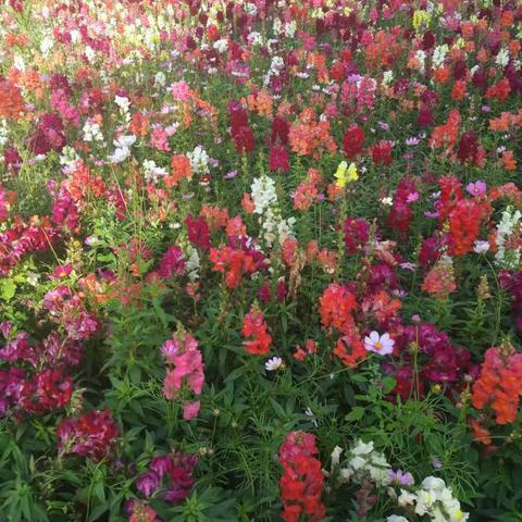 采菊东篱下，悠然见南山！