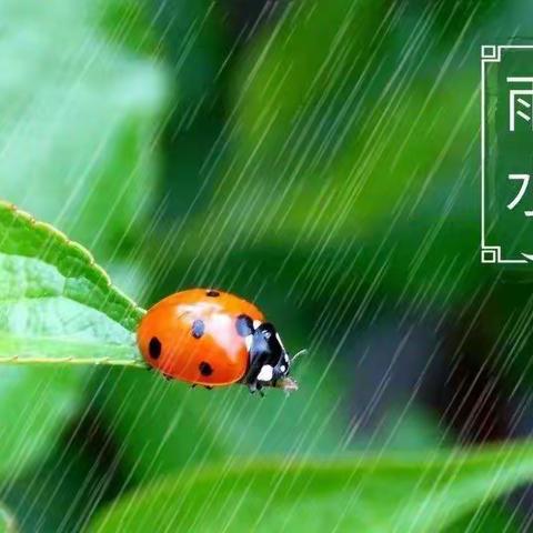 💦雨水至，万物生🌱