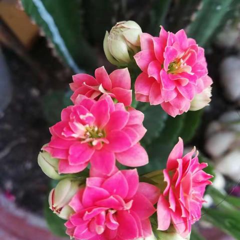 静赏花开，愿岁月静好！