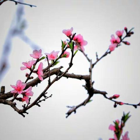 桃花浅深处，似匀深浅妆
