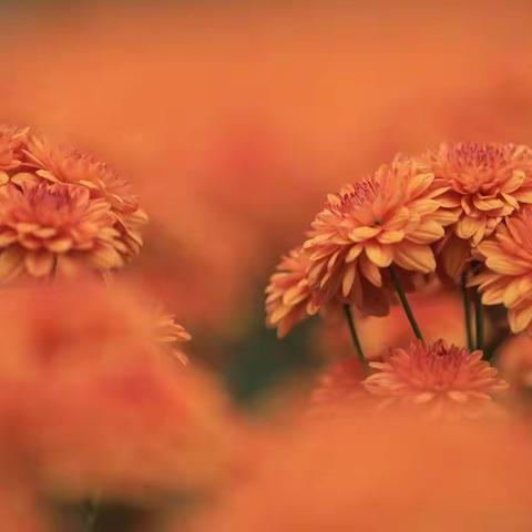 不是花中偏爱菊，此花开尽更无花