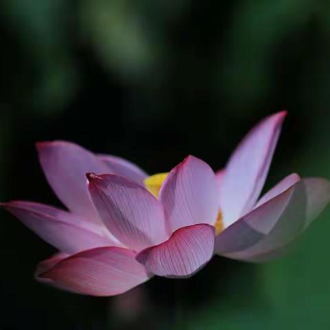 如果我的心，是一朵莲花