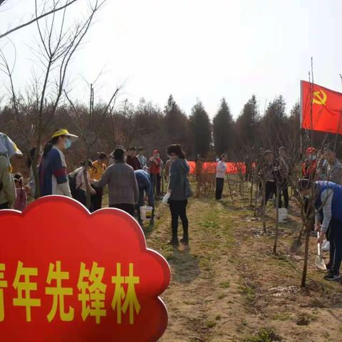 建设银行如皋支行开展“长江大保护,共植先锋林”义务植树共建活动