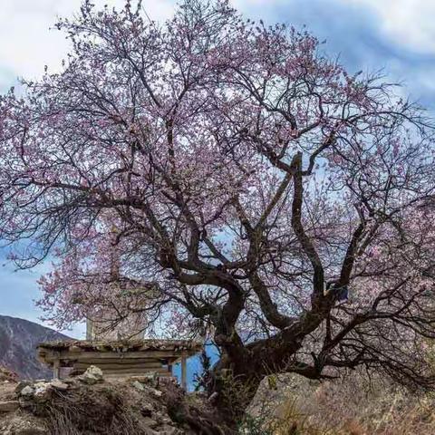 青海西藏行——西藏昌都赴来古冰川