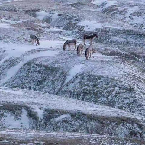 可可西里的野精灵