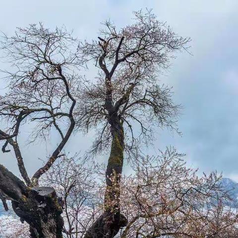 波密桃花沟岗云杉林