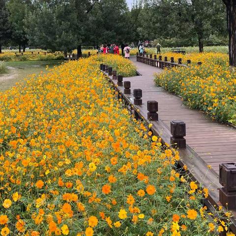 七律 波斯菊