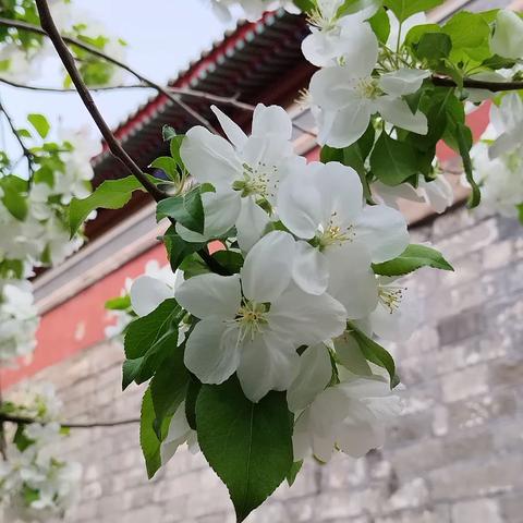 海棠之约