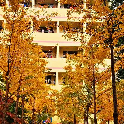 超美！校园秋景又双叒叕的来一波