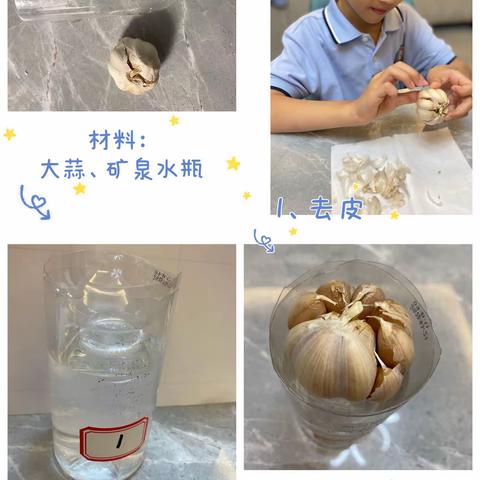 神奇的水培之蒜娃娃成长记