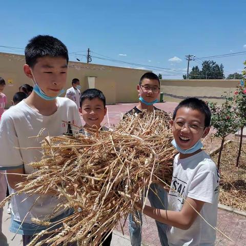 小麦覆陇黄，学生收割忙——记南楼小学六年级劳动实践教育活动