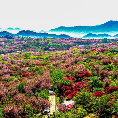 缤纷春宴：樱花烂漫舞春风
