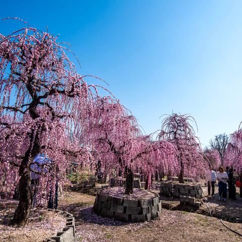 风吻垂枝梅 散落一地诗