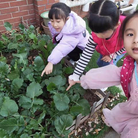 龙山中心幼儿园大三班秋冬限定款美食——菜团子制作活动