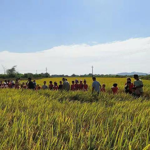 好未来教育邀你共同走进金色稻田，体验收割稻谷的乐趣