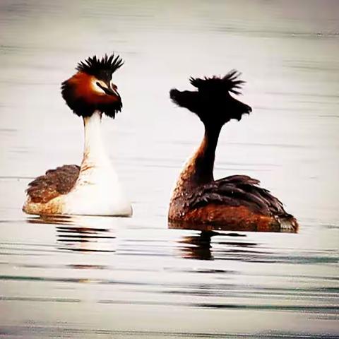 滇缅边境观鸟记（六）