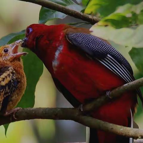 中越边境观鸟记（二）