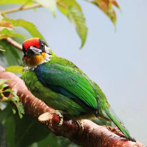 滇缅边境观鸟记（四）