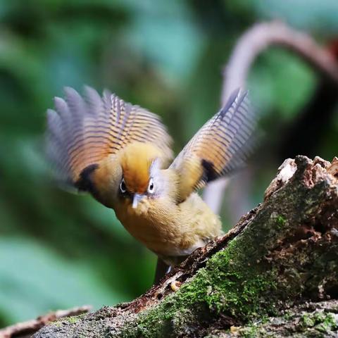 中越边界观鸟记（三）