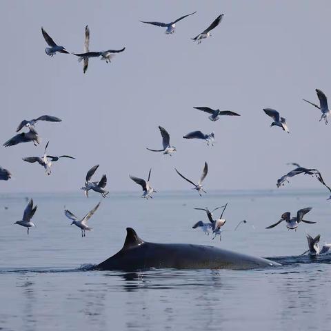 我们看鲸去