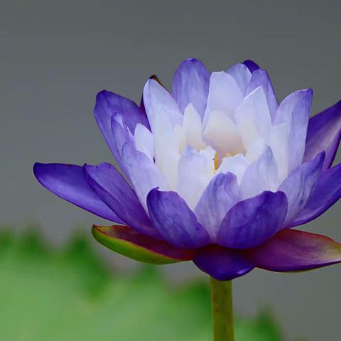 生如夏花之绚烂一莲花篇