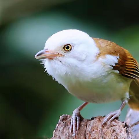 滇缅边境观鸟记（五）