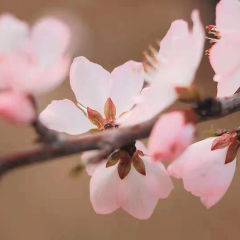 “智慧育人 启赋未来 ”——于洪区素养之光微课程展播（二十一）