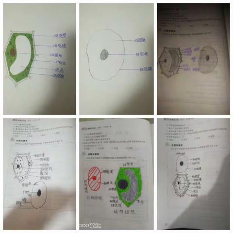 停课不停学，科学课堂探真知！