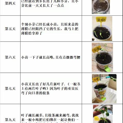 科学作业—观察植物生长