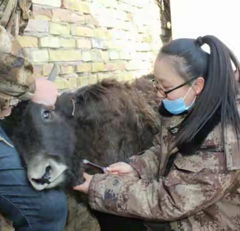 托云牧场动物卫生监督所对三连职工外购牦牛进行隔离检疫