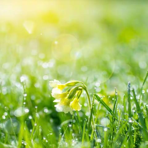 【芳馨之家.不负春光】寻找春天的颜色——芳馨之家幼儿园中二班春日主题活动，