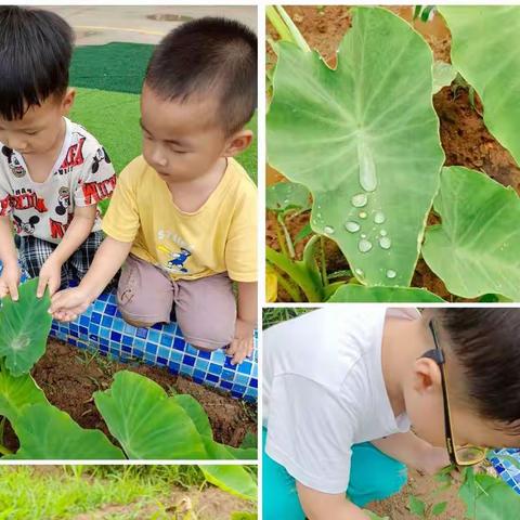 【班级动态】“芋”见美好，乐植时光——相公街道中心幼儿园(孙旺分园)