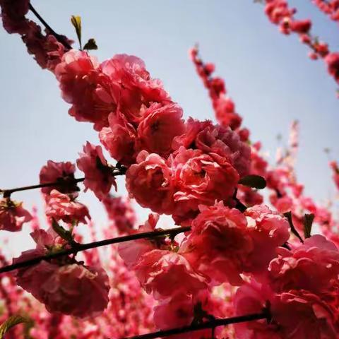 辛幼中二班3月8日女神节