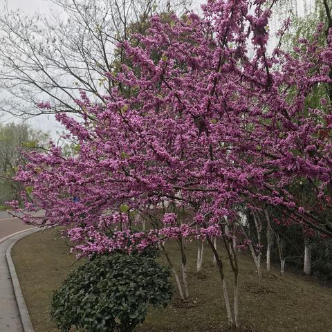 彩虹🌈🌈幼儿园植树节主题活动亲子小任务