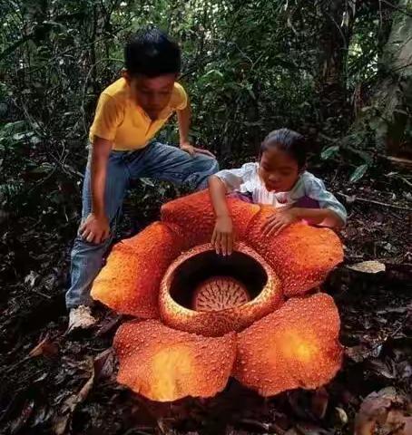 难得一见的各地奇花异草