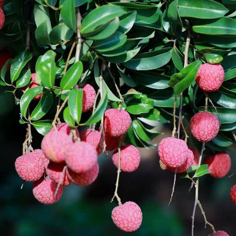 惠来新厝詹村快乐之旅