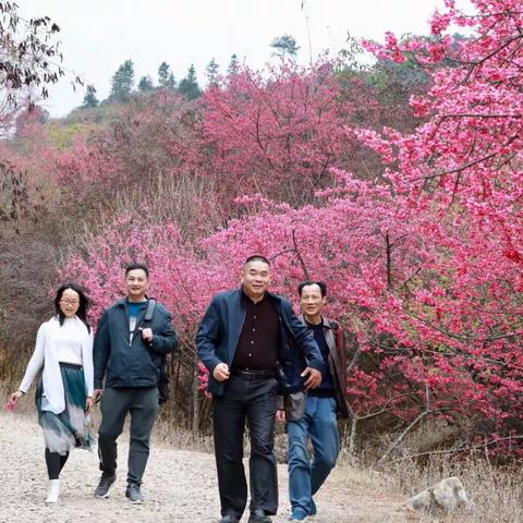 赏樱花（搞笑版）