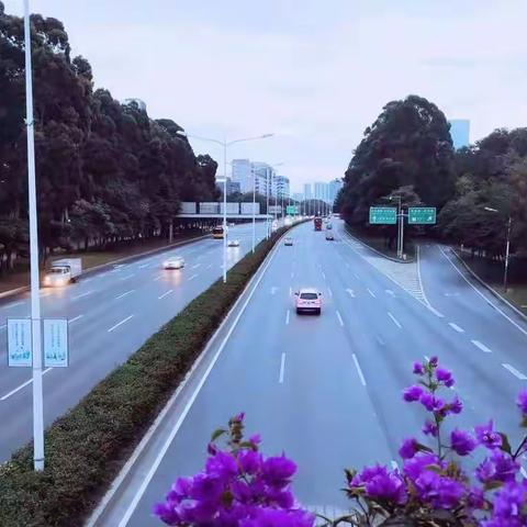 深爱绿化，圳美花开——北环大道11月管养工作纪实