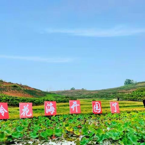 相约坡冷花海   醉美田园风光