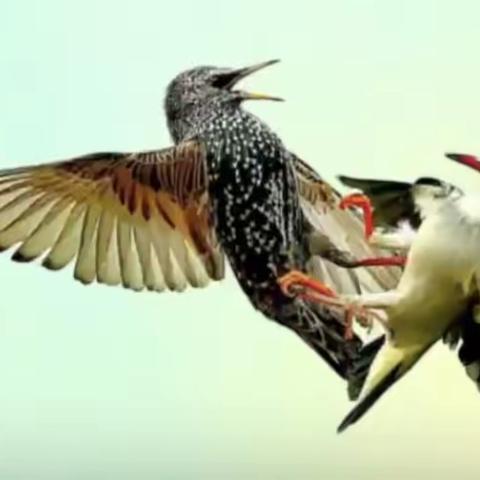 长寿金（第二章 锻炼）