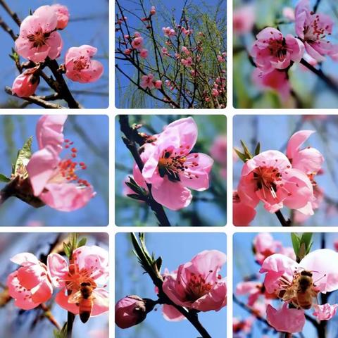 孝顺不分男女娃