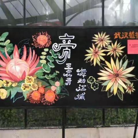 神游南非--帝王花