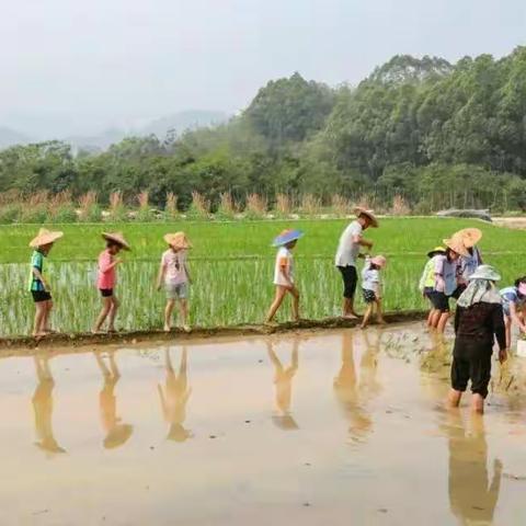 招募：一粒米系列课程，孩子不容错过的田间学堂