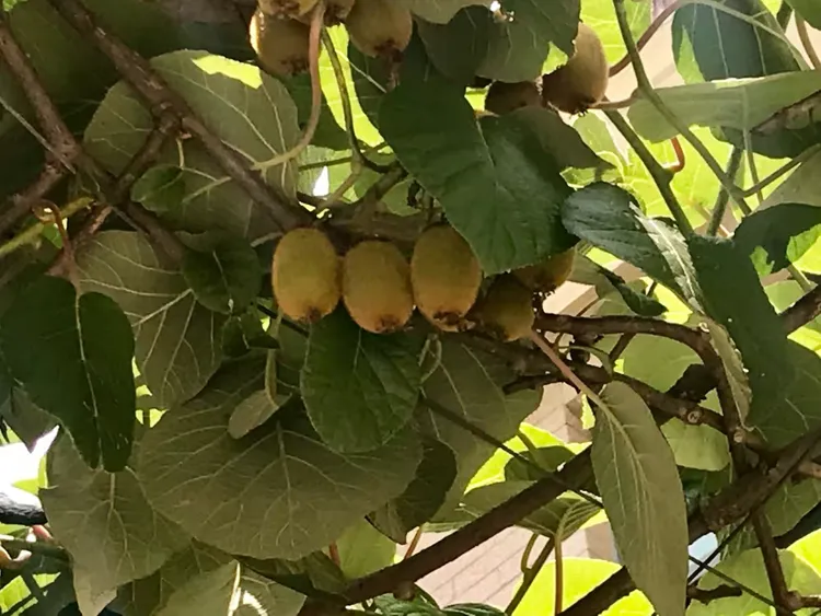 来让这些毛毛的果实挂下来