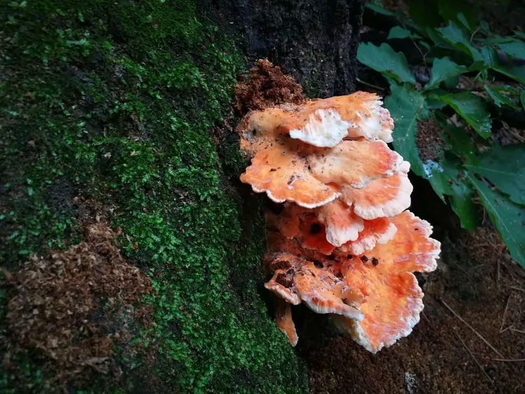 硫磺菌，多孔菌科。